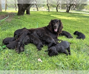 Boykin Spaniel Puppy for sale in CHRISTOVAL, TX, USA