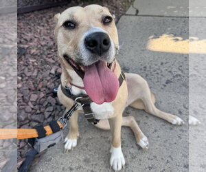 Mutt Dogs for adoption in Fargo, ND, USA