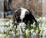 Small Photo #8 Australian Shepherd Puppy For Sale in AKRON, OH, USA