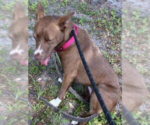 German Shepherd Dog-Unknown Mix Dogs for adoption in Palmetto, FL, USA