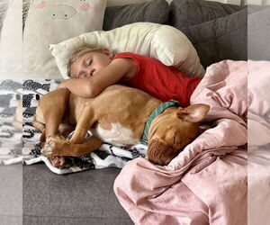 Amber - Female American Staffordshire Terrier-Unknown Mix Dog for Adoption - Photo #5