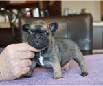 Small #6 French Bulldog