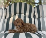 Nigel - Male Goldendoodle Puppy for Sale - Small photo