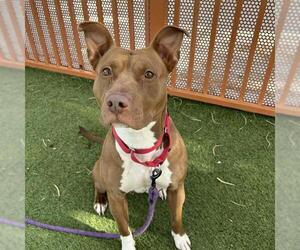 Mutt Dogs for adoption in Las Vegas, NV, USA