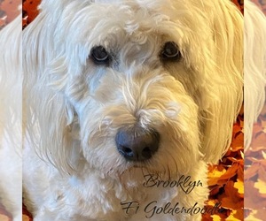 Mother of the Golden Mountain Doodle  puppies born on 05/28/2025