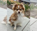 Small #2 Pomeranian