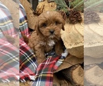 Puppy 4 Cavapoo