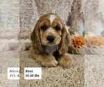 Small Photo #1 Cocker Spaniel Puppy For Sale in SIOUX CENTER, IA, USA