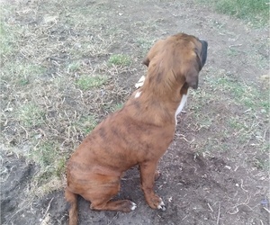 Bullmastiff-Redbone Coonhound Mix Puppy for sale in GRANTSBURG, WI, USA