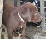 Small Photo #9 Labrador Retriever Puppy For Sale in MANSFIELD, MO, USA