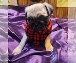 Small Photo #1 Pug Puppy For Sale in WHITTIER, NC, USA