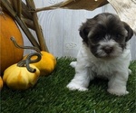 Puppy Aaliyah Havanese