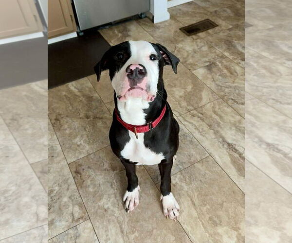 Medium Photo #4 American Pit Bull Terrier-Unknown Mix Puppy For Sale in Spotsylvania, VA, USA