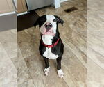 Small #3 American Pit Bull Terrier Mix