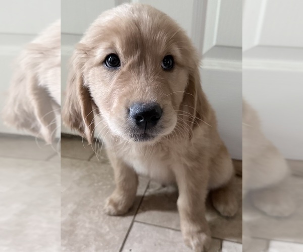 Medium Photo #3 Golden Retriever Puppy For Sale in PORTALES, NM, USA