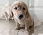 Small #2 Golden Retriever