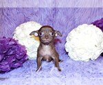 Puppy Chevy Chihuahua