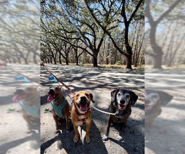 Medium Photo #3 Mutt Puppy For Sale in  Gainesville, FL, USA