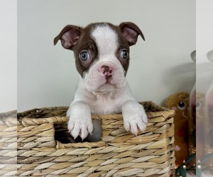 Boston Terrier Puppy for sale in GREENFIELD, IN, USA