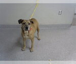 Small Labrador Retriever Mix