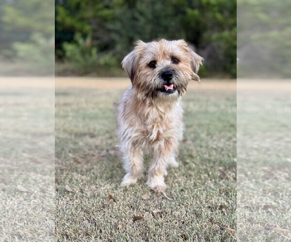 Medium Photo #4 Mutt Puppy For Sale in PIPE CREEK, TX, USA