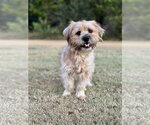 Small #3 Mutt