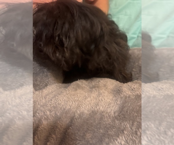 Medium Photo #18 Shih Tzu Puppy For Sale in BROOKLET, GA, USA