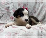 Small #2 Australian Shepherd