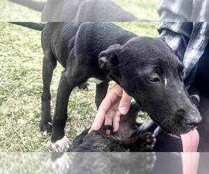 Labrador Retriever Dogs for adoption in Houston, TX, USA