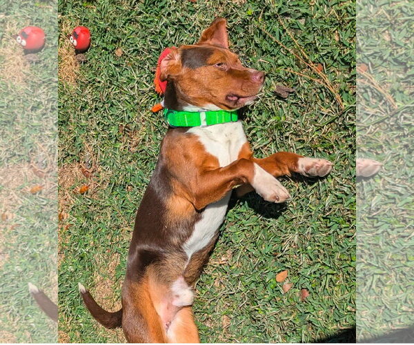 Medium Photo #6 Beagle Puppy For Sale in Dunnellon, FL, USA