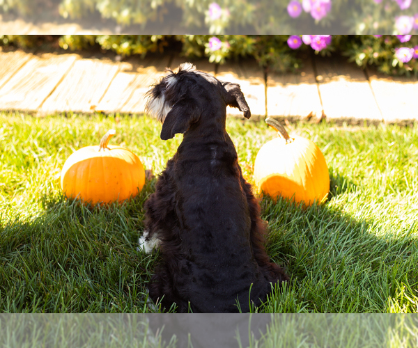 Medium Photo #5 Schnauzer (Miniature) Puppy For Sale in NAPPANEE, IN, USA