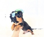 Small #1 Dachshund