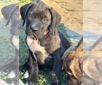 Small Photo #12 Cane Corso Puppy For Sale in FAYETTEVILLE, NC, USA