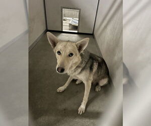 Siberian Husky Dogs for adoption in Stockton, CA, USA