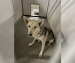 Small Siberian Husky