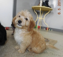 Medium Goldendoodle-Poodle (Miniature) Mix