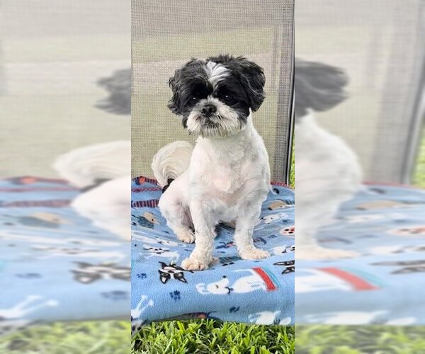 Medium Photo #4 Shih Tzu Puppy For Sale in Weston, FL, USA