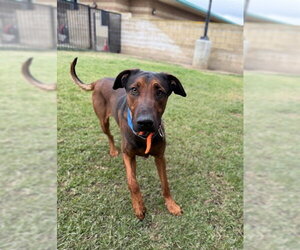 Doberman Pinscher-Unknown Mix Dogs for adoption in Riverside, CA, USA
