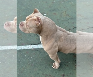 Mother of the American Bully puppies born on 05/13/2025