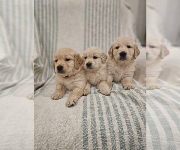 Medium Photo #6 Golden Retriever Puppy For Sale in SACRAMENTO, CA, USA