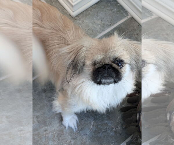 Medium Photo #4 Pekingese Puppy For Sale in Greensboro, NC, USA