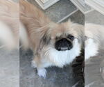 Small #3 Pekingese
