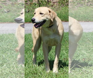 Coley 44306 - Female Mutt Dog for Adoption - Photo #3