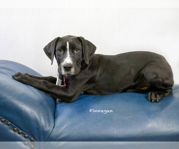 Medium Photo #1 Labrador Retriever-Unknown Mix Puppy For Sale in Hot Springs Village, AR, USA