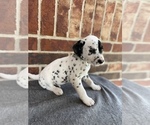 Puppy 1 Dalmatian