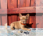Small #1 French Bulldog
