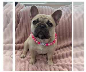 Mother of the French Bulldog puppies born on 07/03/2025