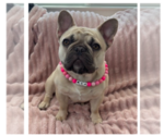 Small Photo #1 French Bulldog Puppy For Sale in SOUTH BEND, IN, USA