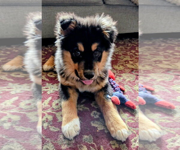 Medium Photo #1 Mutt Puppy For Sale in Cottage Grove, MN, USA