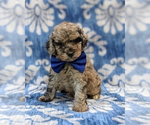 Poodle (Toy) Puppy for sale in QUARRYVILLE, PA, USA